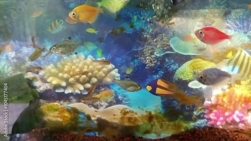 A wide variety of ornamental fish are swimming in the aquarium, decorative fish of colorful colors.
