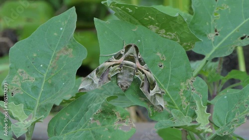 Oleander Hawk Moth on green leaf.