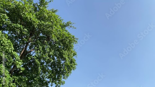 Terminalia mantaly (Also called Ketapang kencana, Madagascar Almond) tree with a blue sky background photo