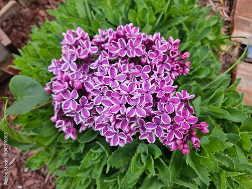 Close-up of purple and white striped lilac blossoms sitting on top the green foliage of a sedum plant outdoors in the flowerbed in spring. photo