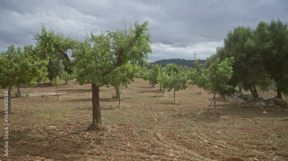 Mallorca almond orchard with trees against cloudy sky in an outdoor setting showcasing agriculture and nature. Mallorca almond orchard with trees against cloudy sky in an outdoor setting showcasing agriculture and nature.