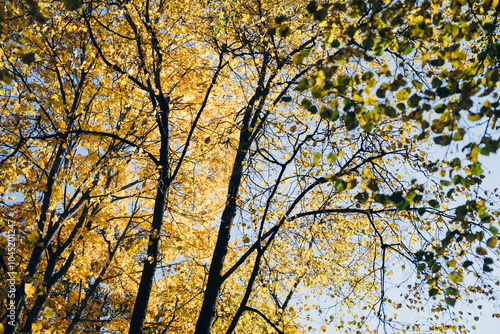 Tree branch with autumn leaves over blue sky