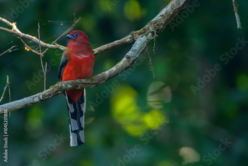 Red-headed trogon Male, Harpactes erythrocephalus, Dehing Dehing Patkai Wildlife Sanctuary, Assam, India