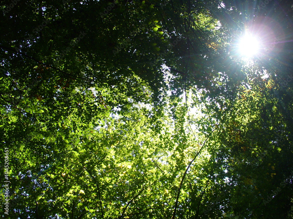 Branches of deciduous trees with green leaves in forest and sun rays on sunny day - natural background. Topics: beauty of nature, pattern, natural environment, vegetation, season, forestry, ecology Branches of deciduous trees with green leaves in forest and sun rays on sunny day - natural background. Topics: beauty of nature, pattern, natural environment, vegetation, season, forestry, ecology