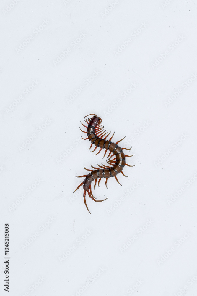 Fototapeta premium Centipede or Kilopod (Chilopoda) on isolated white background, red Centipede