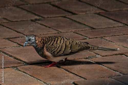 bar-shouldered dove, Geopelia humeralis, Australian native bird pigeon, on paving bricks photo