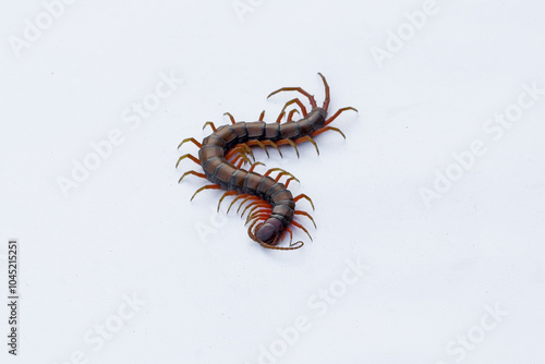 Centipede or Kilopod (Chilopoda) on isolated white background, red Centipede photo