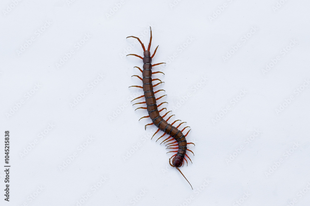 Fototapeta premium Centipede or Kilopod (Chilopoda) on isolated white background, red Centipede