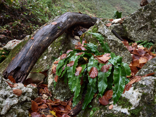 Autunno e Foliage nel Parco Nazionale della Maiella photo