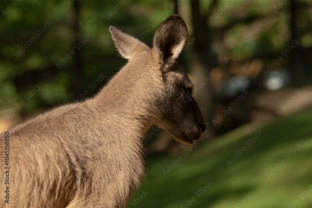 Fototapeta premium A kangaroo is currently standing gracefully in the green grass and curiously looking directly at the camera positioned in front of it
