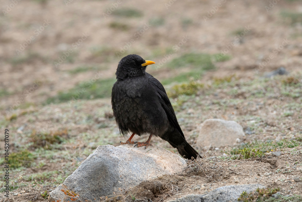 Obraz premium Alpine Chough or yellow-billed chough, Pyrrhocorax graculus, Ladakh, Jammu and Kashmir, India