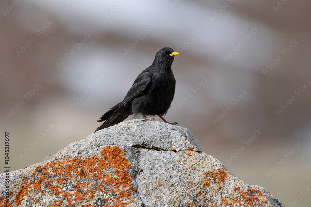 Fototapeta premium Alpine Chough or yellow-billed chough, Pyrrhocorax graculus, Ladakh, Jammu and Kashmir, India
