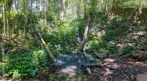 Barker Creek circuit bush walk, Bunya Mountains national park, Queensland Australia photo