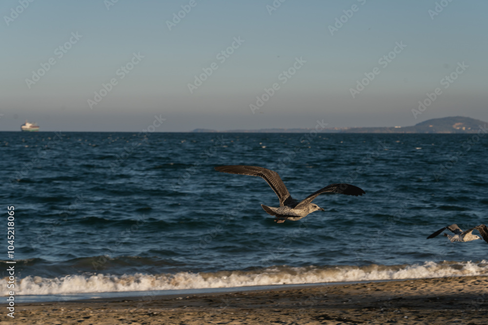 Naklejka premium seagulls on the beach