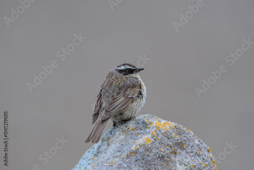 Brown Accentor, Prunella fulvescens,  Ladakh, Jammu and Kashmir, India photo