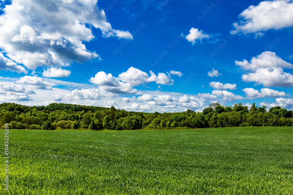 Field landscape with blue sky and green grass.Agricultural field on which grow cereals, summer time. Field landscape with blue sky and green grass.Agricultural field on which grow cereals, summer time.