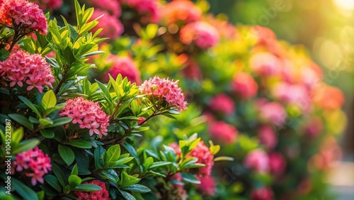 Flowering bush with leaves and flowers