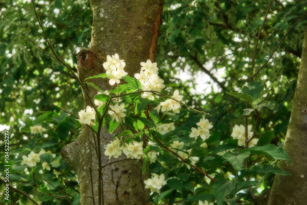 Spring, nature and trees with flowers in garden for growth, environment and blossom. Meadow, botanical and biodiversity with closeup of plant in field of countryside for bloom, floral and ecosystem Spring, nature and trees with flowers in garden for growth, environment and blossom. Meadow, botanical and biodiversity with closeup of plant in field of countryside for bloom, floral and ecosystem