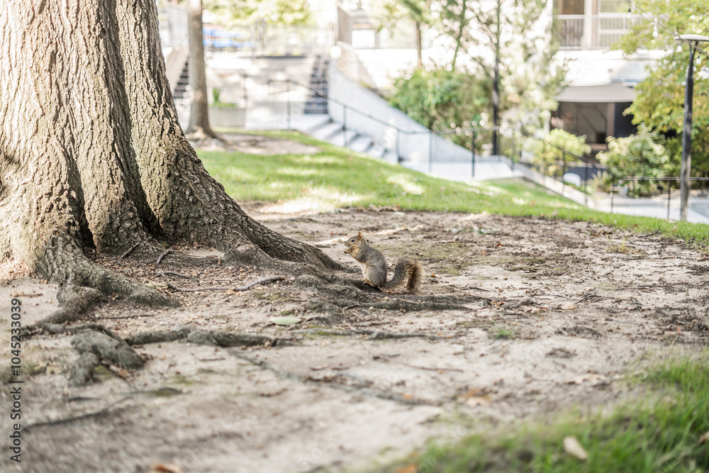 Fototapeta premium A Tranquil Encounter: Squirrel at the Roots of an Urban Park Tree Eating Acorn Campus School
