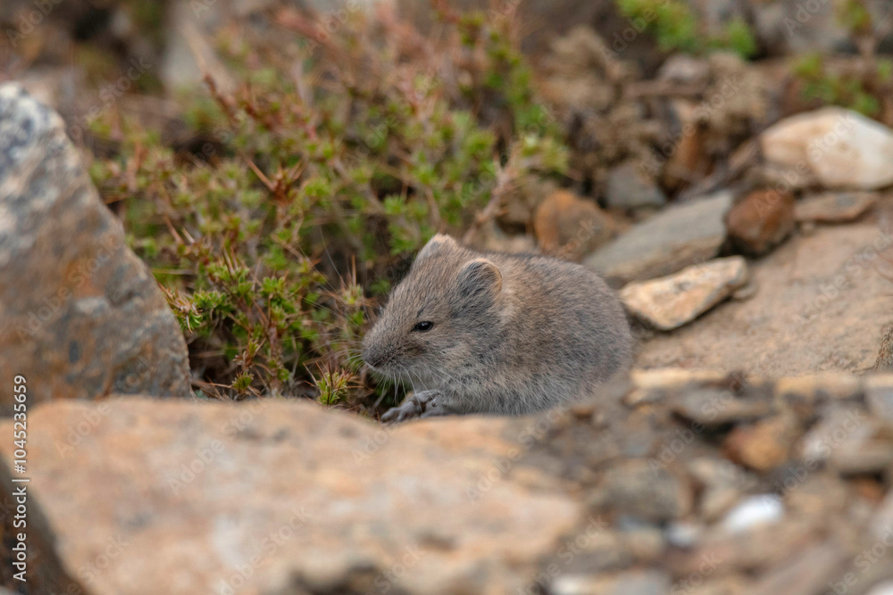 Silver mountain vole, Alticola argentatus, Ladakh, Jammu and Kashmir, India Silver mountain vole, Alticola argentatus, Ladakh, Jammu and Kashmir, India