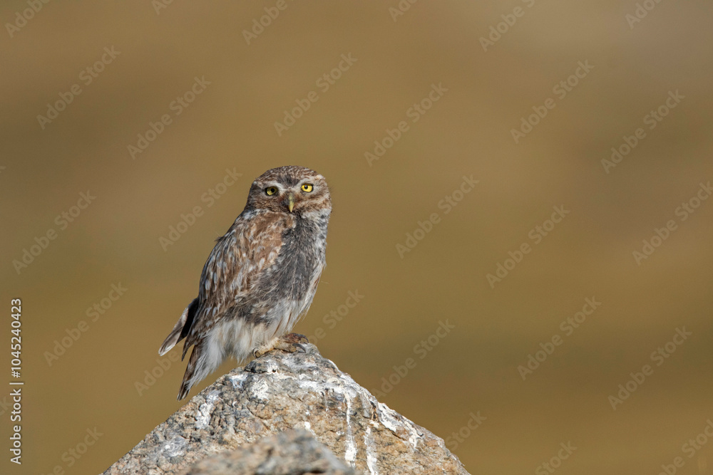 Little Owl, Athene noctua, Ladakh, Jammu and Kashmir, India Little Owl, Athene noctua, Ladakh, Jammu and Kashmir, India