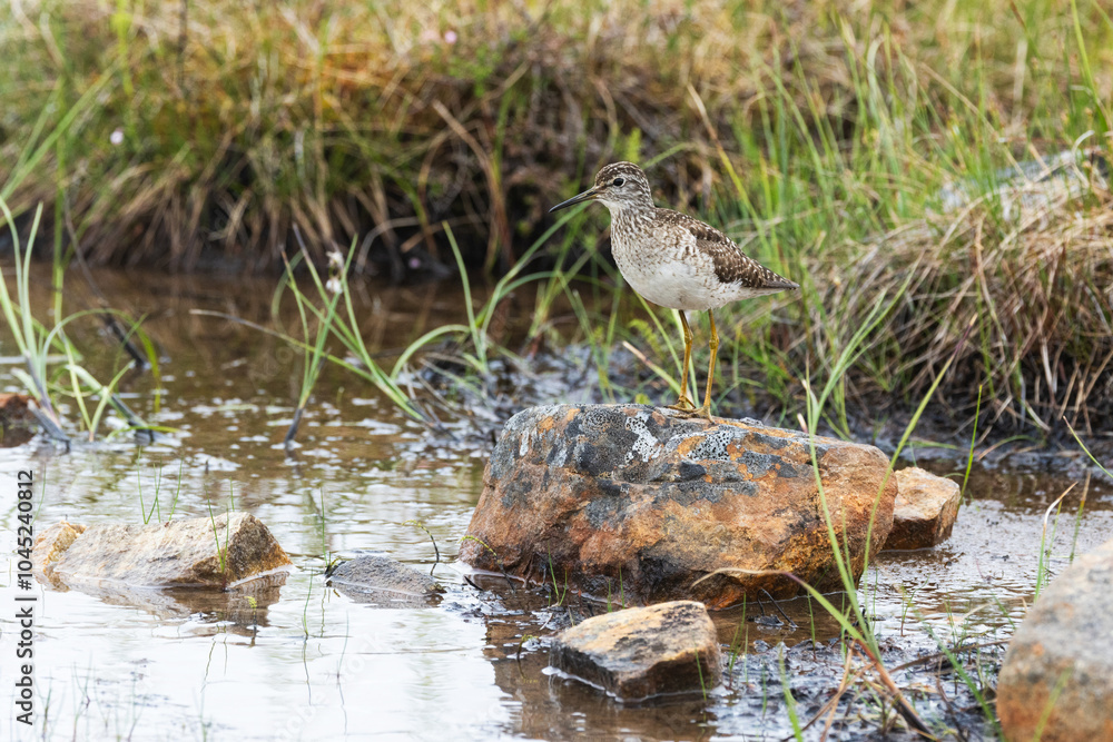 A lonely Wood sandpiper standing on a rock in a wetland in Urho Kekkonen National Park, Northern Finland A lonely Wood sandpiper standing on a rock in a wetland in Urho Kekkonen National Park, Northern Finland
