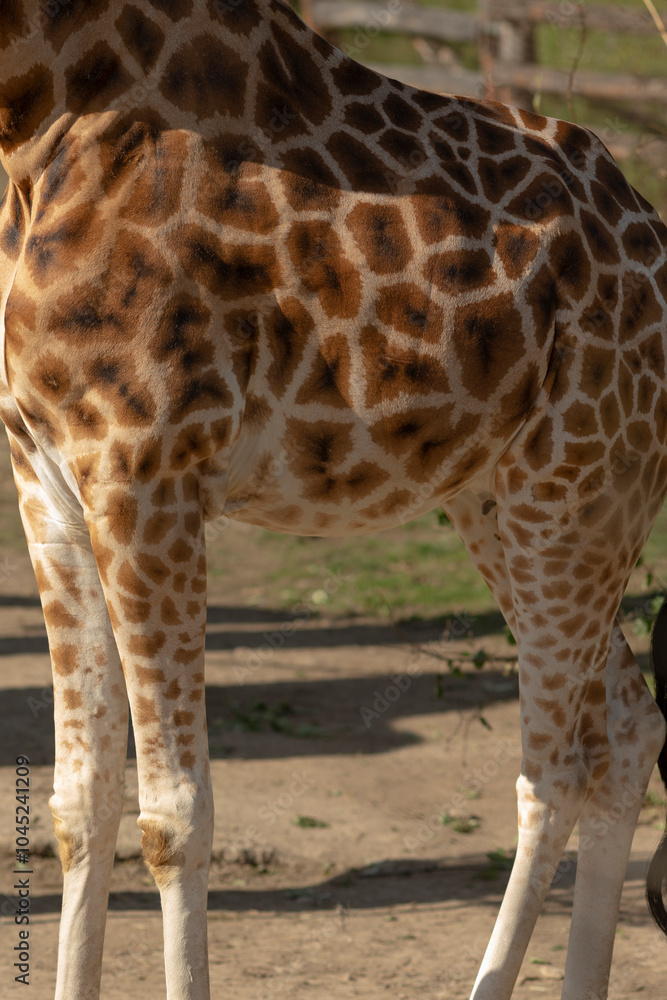 A tall giraffe is quietly standing in the warm dirt and is intently looking directly at the camera, showcasing its unique features A tall giraffe is quietly standing in the warm dirt and is intently looking directly at the camera, showcasing its unique features
