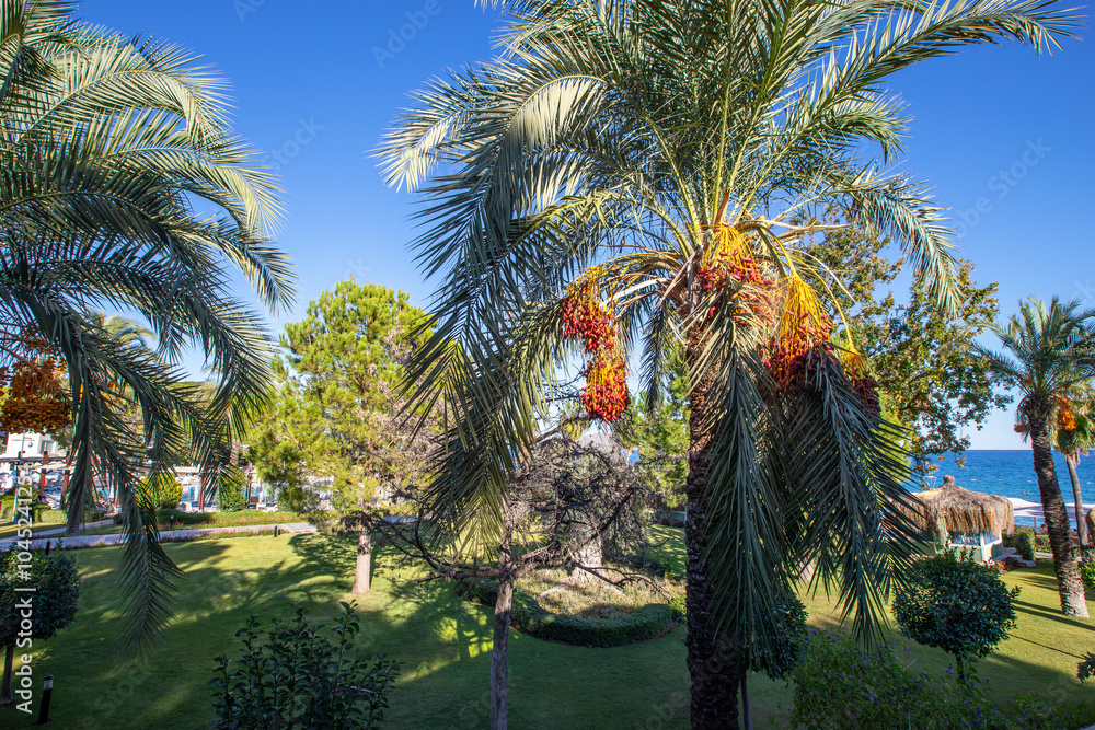 Date palm with ripe dates on it. Southern agriculture