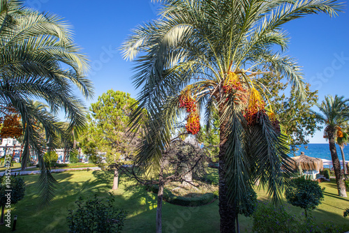 Obraz na płótnie Date palm with ripe dates on it. Southern agriculture w salonie