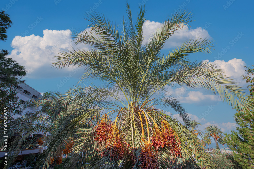 Date palm with ripe dates on it. Southern agriculture