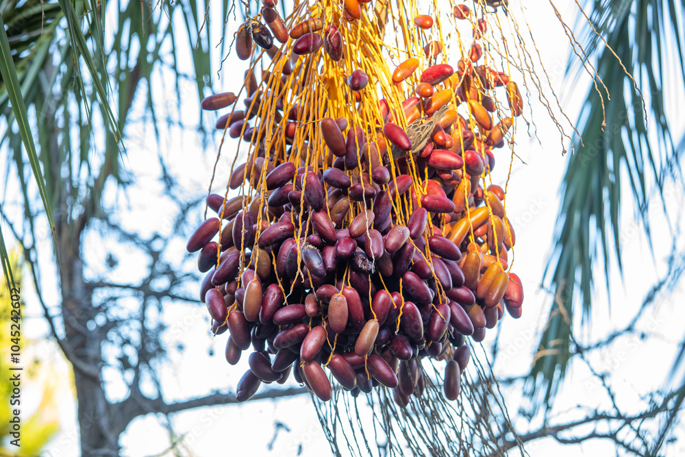 Date palm with ripe dates on it. Southern agriculture