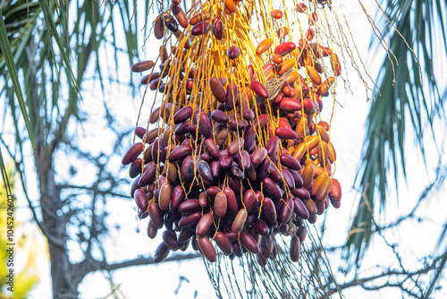 Obraz na płótnie Date palm with ripe dates on it. Southern agriculture w salonie