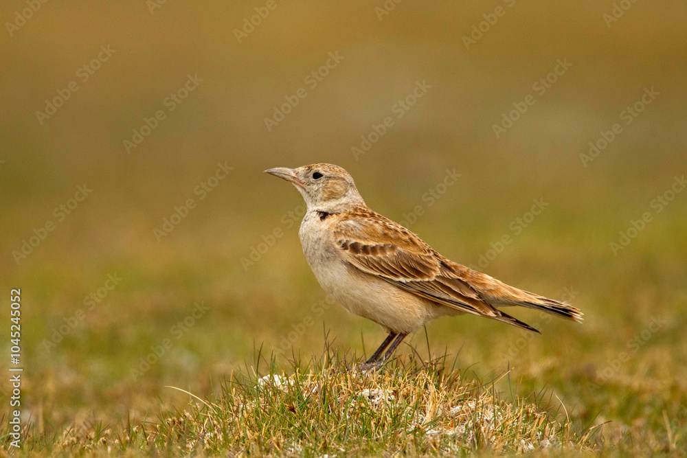 Tibetan Lark, Melanocorypha maxima, Ladakh, India Tibetan Lark, Melanocorypha maxima, Ladakh, India