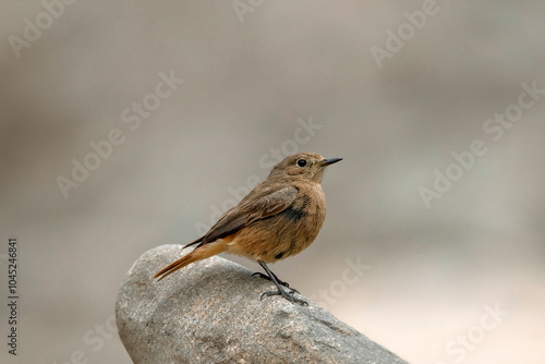 Black Redstart Juv, Phoenicurus ochruros, Ladakh, India photo