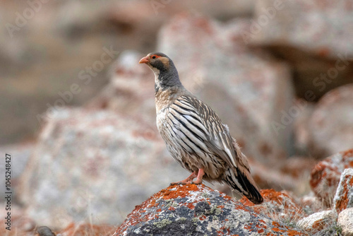 Tibetan Snowcock, Tetraogallus tibetanus, Ladakh, India photo