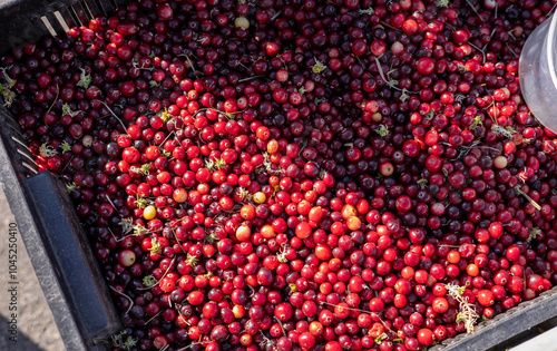 Red fresh healthy cranberries in a street food market ready to sell and eat, close up photo