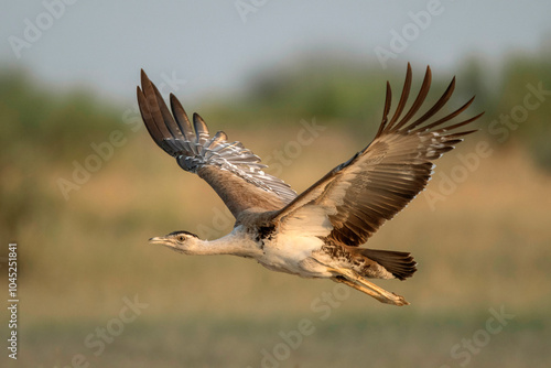 Photography Great Indian Bustard, Ardeotis nigriceps,  Female, Critically Endangered species