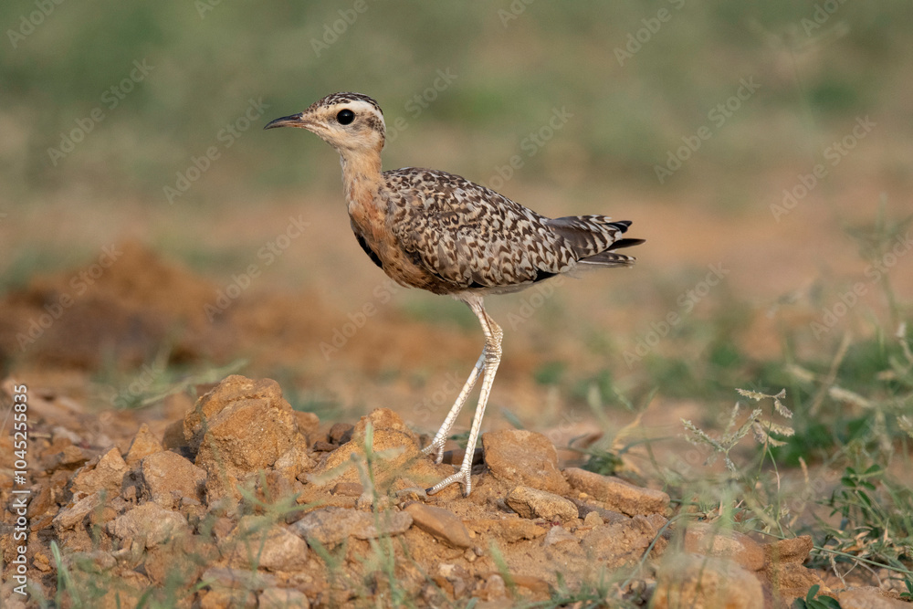 Indian courser, Juv, Cursorius coromandelicus, Desert National Park, Rajasthan, India Indian courser, Juv, Cursorius coromandelicus, Desert National Park, Rajasthan, India
