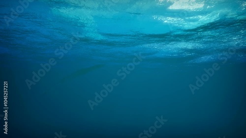 A giant deep-sea squid rises to the surface of the ocean