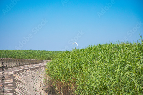 Hengsha Island, Shanghai - People standing by the railing under a blue sky photo