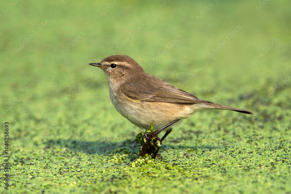 Fototapeta premium Keoladeo National Park, Bharatpur, Rajasthan, India. Common Chifchaff, Phylloscopus collybita