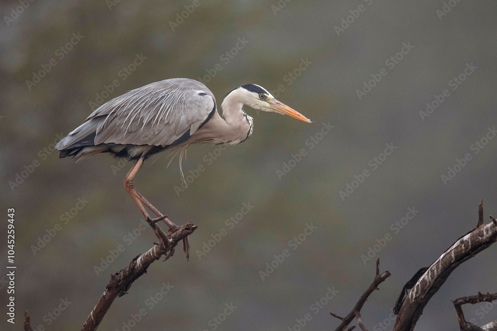 Keoladeo National Park, Bharatpur, Rajasthan, India. Grey Heron, Ardea cinerea Keoladeo National Park, Bharatpur, Rajasthan, India. Grey Heron, Ardea cinerea