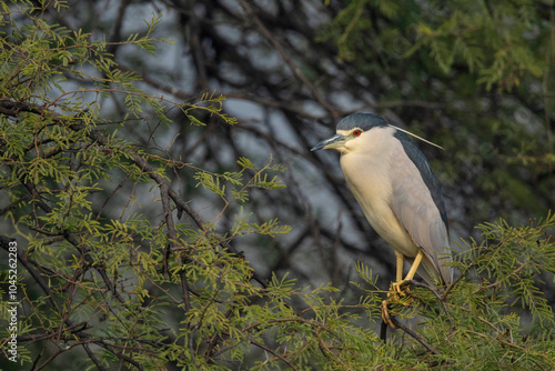 Keoladeo National Park, Bharatpur, Rajasthan, India.  Black Crowned Night Heron, Nycticorax nycticorax photo