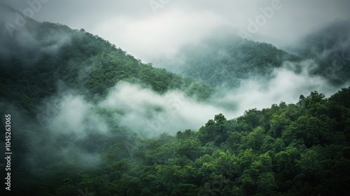 Jungle forest in the early morning with low-hanging fog, green treetops barely visible through the dense mist.