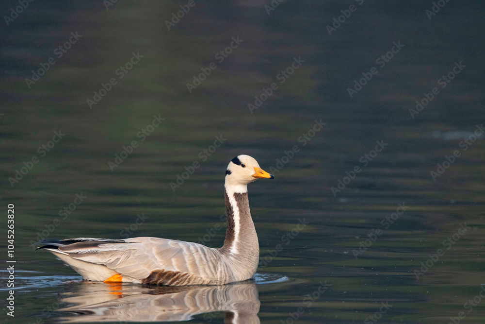 Keoladeo National Park, Bharatpur, Rajasthan, India. Bar Headed Goose, Anser indicus Keoladeo National Park, Bharatpur, Rajasthan, India. Bar Headed Goose, Anser indicus