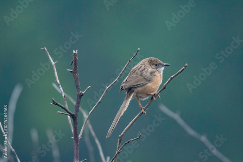 Keoladeo National Park, Bharatpur, Rajasthan, India.  Common Babbler, Turdoides caudata photo