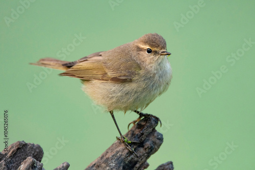 Keoladeo National Park, Bharatpur, Rajasthan, India.  Common Chifchaff, Phylloscopus collybita photo