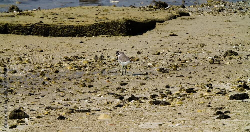 Small shore bird standing on a sandy beach on Nuorana island Small shore bird standing on a sandy beach on Nuorana island