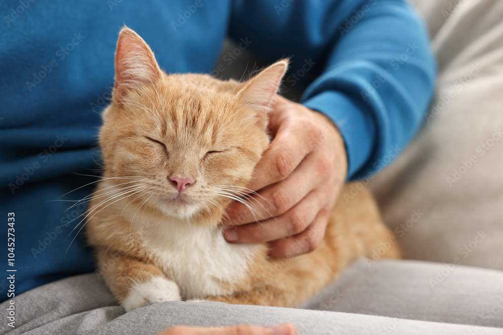 Man petting cute ginger cat on sofa at home, closeup Man petting cute ginger cat on sofa at home, closeup