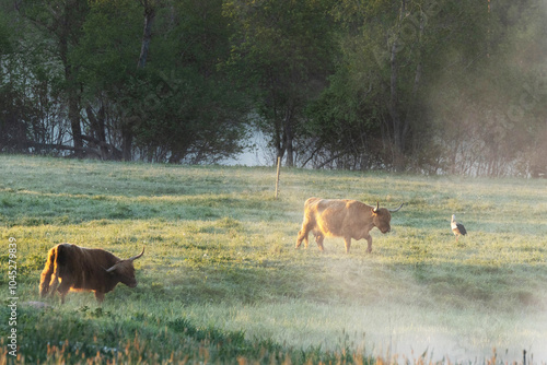 A herd of Highland cows grazing on a wild meadow and White stork moving in the middle of them on a misty summer morning in rural Estonia, Northern Europe	 photo